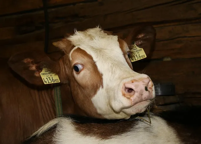Bergbauernhof Ausserberglet Agroturismo Innervillgraten