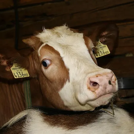 Bergbauernhof Ausserberglet Çiftlik konaklama Innervillgraten