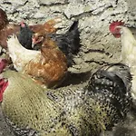 Bergbauernhof Ausserberglet Farma