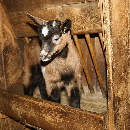 Séjour à la ferme Bergbauernhof Ausserberglet