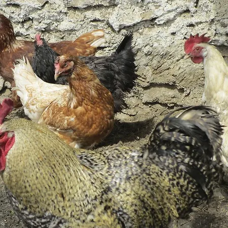 Bergbauernhof Ausserberglet Séjour à la ferme